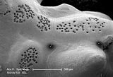 10 - Concettacoli tetra-bisporangiali in visione superficiale